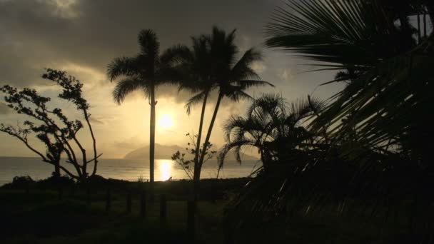 Sunrise with palm trees and Dunk Island — Stock Video