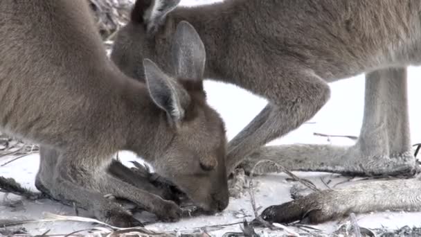 Canguri mangiare un uccello della morte — Video Stock