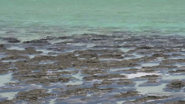 Water in SharkBay National Park — Stock Video