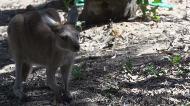 Baby Kangaroo weglopen — Stockvideo