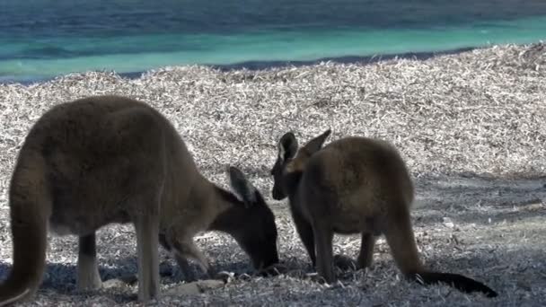 Cangurus na praia — Vídeo de Stock