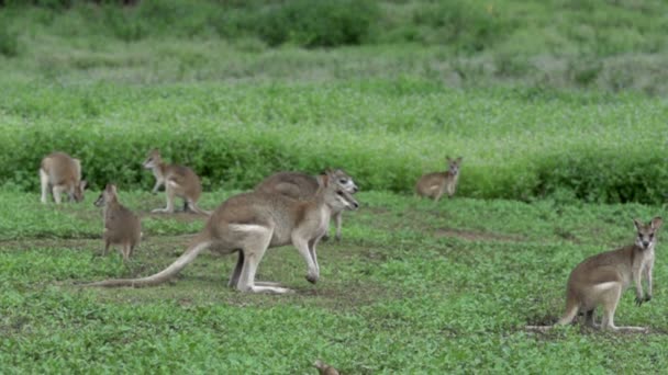 Büyük grup Wallabies uzağa atlama — Stok video