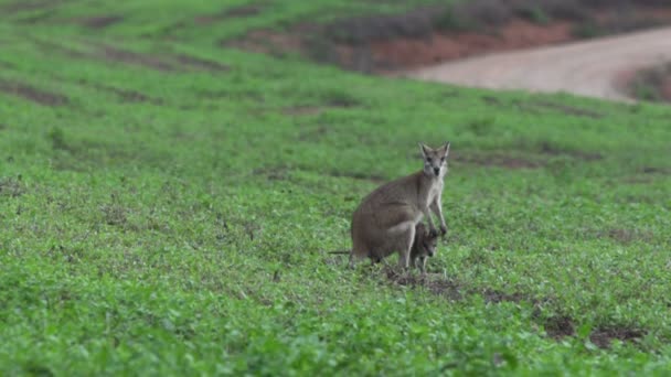Young Wallaby and mother looking on to the camera — Stock Video