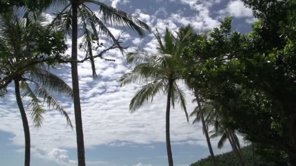 Inclinación de palmeras a la playa — Vídeos de Stock