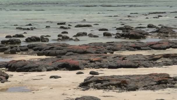 Paisaje en el Parque Nacional de SharkBay — Vídeo de stock