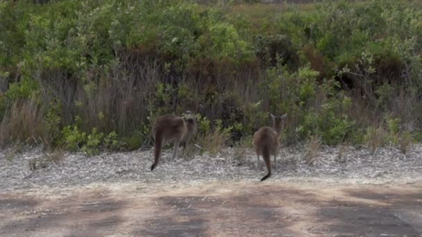 Kangaroo jumping from the beach in to the bush — Stock Video