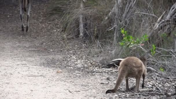 Малыш кенгуру встает и прыгает в замедленной съемке. — стоковое видео