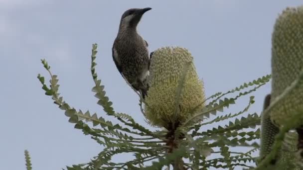 Птах на великій квітці — стокове відео