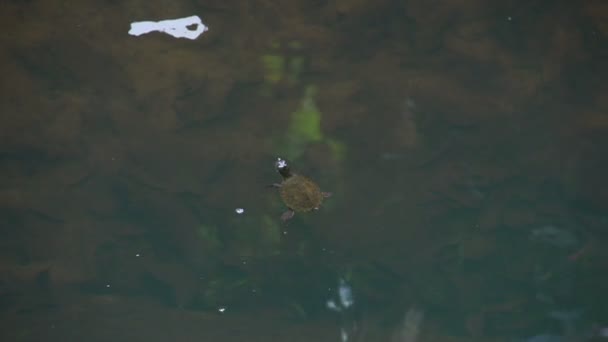 Turtle swimming fast away — Stock Video