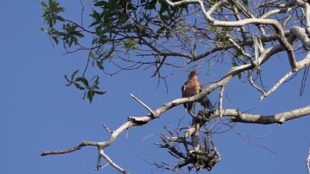 Gewone kookaburra schudden zijn veren — Stockvideo