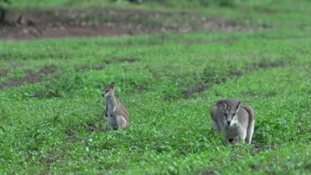 Groupe de Wallabies sur un champ d'herbe 