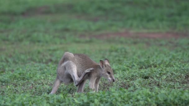 Wallaby pica — Vídeo de stock