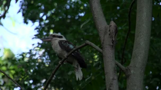 Kookaburra fliegt davon — Stockvideo