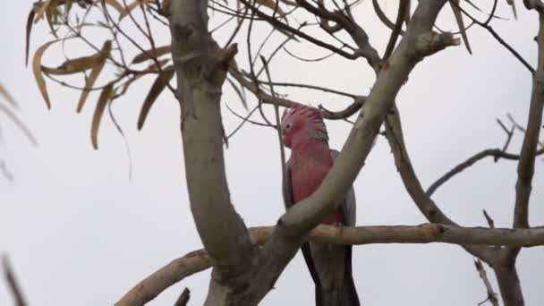 Gangue-gangue Cacatua voando para longe de uma árvore — Vídeo de Stock