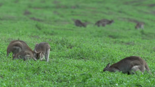 Group of Wallabies on a grass field — Stock Video