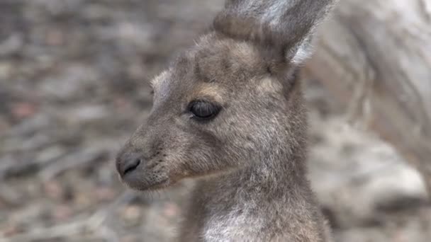 Baby kangaroo — Stock Video