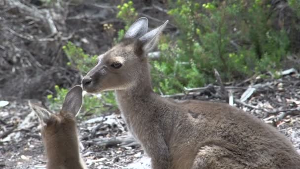 Moeder en baby kangoeroe — Stockvideo