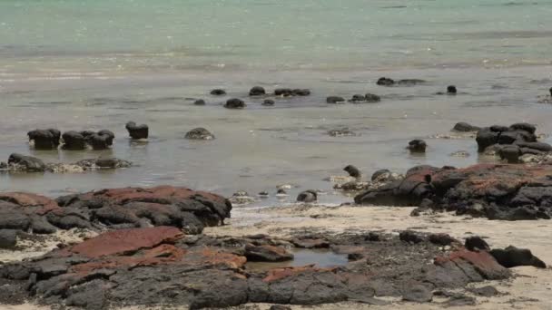 Modern stromatolites landscape — Stock Video