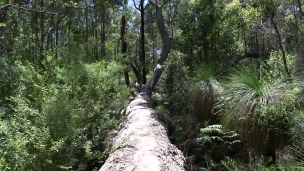 Inclinez-vous d'un grand arbre sur le sol — Video
