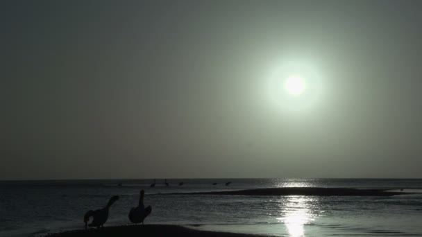 Pelikanen op het strand — Stockvideo