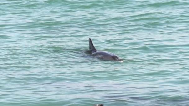 Delfin bläst Wasser aus