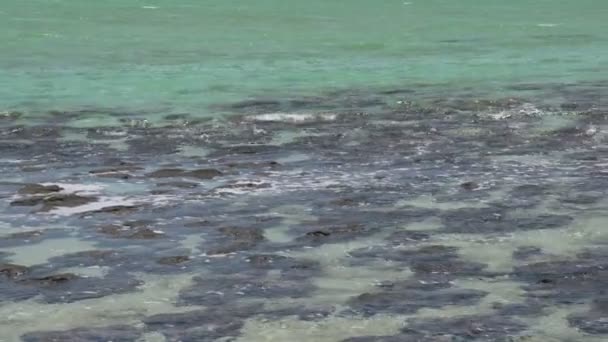 Modern stromatolites in the water — Stock Video