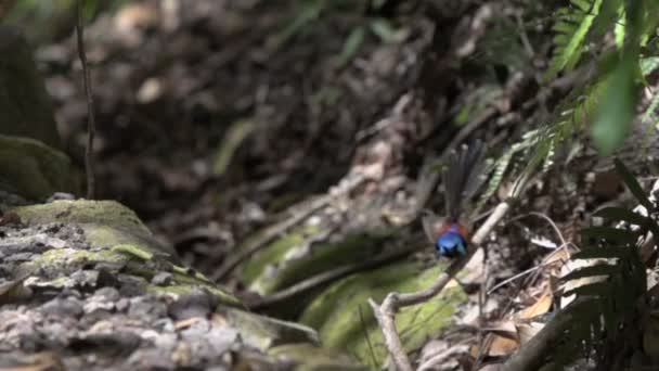 Pequeño pájaro azul volando — Vídeos de Stock