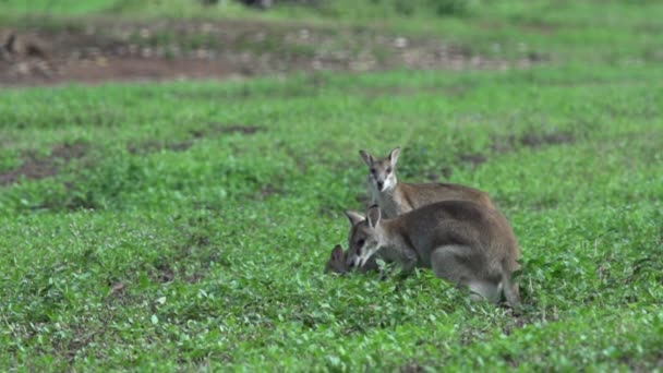 Grupp vallabyerna i slow motion — Stockvideo