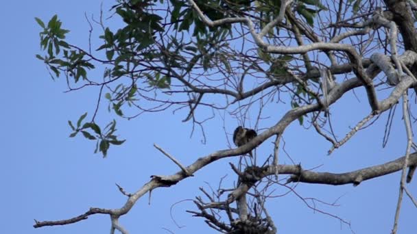 Kookaburra voando para longe — Vídeo de Stock