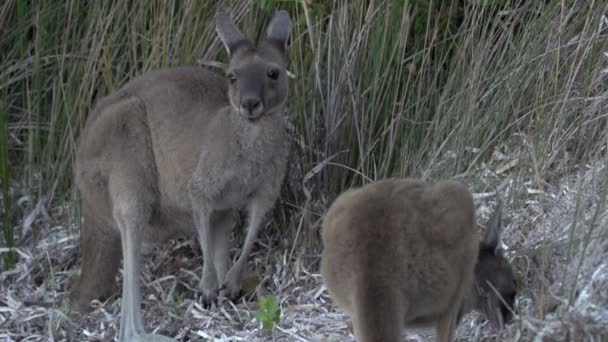 Kangaroos eating grass in slow motion — Stock Video