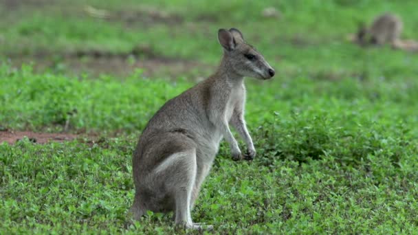 Kameraya bakarak wallaby — Stok video
