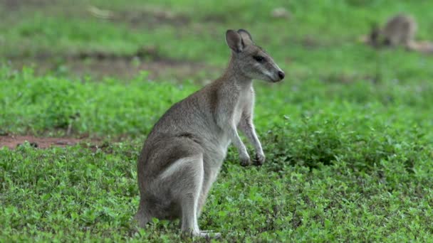 Irmawallabie op zoek naar de camera — Stockvideo