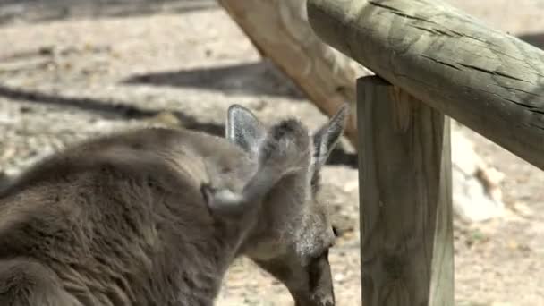 Kanguru — Stok video