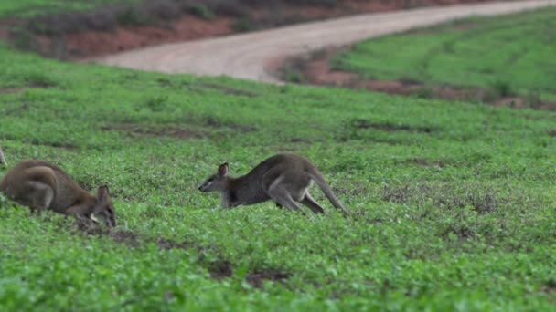 Wallaby pulando em câmera lenta de distância — Vídeo de Stock