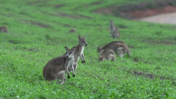 Grupo de Wallabies em um campo de grama — Vídeo de Stock