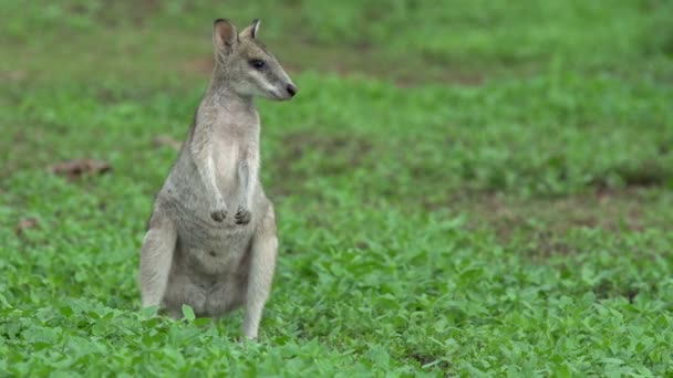 Irmawallabie op zoek naar de camera — Stockvideo