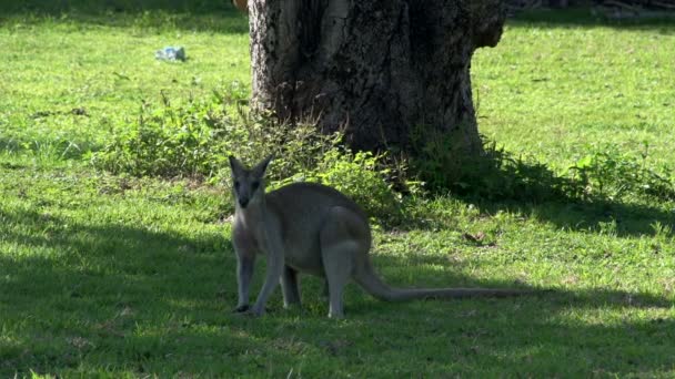 Wallaby eating grass — Stock Video