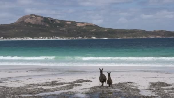 Kangourous sur la plage — Video