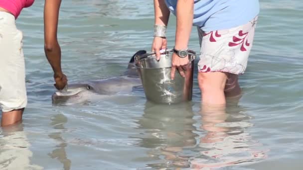 Delfin füttern — Stockvideo