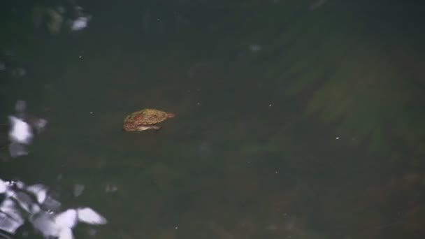 Little turtle swimming to the bottom — Stock Video