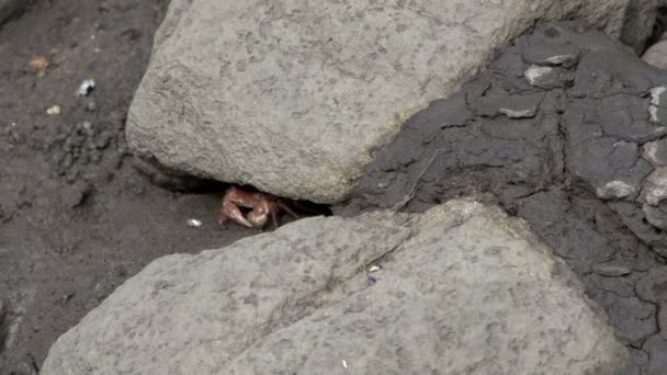 Petit crabe rouge sous un rocher — Video