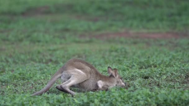 Wallaby jumps away in slow motion — Stock Video