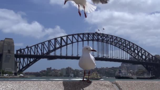 Gull arriving in slow motion — Stock Video