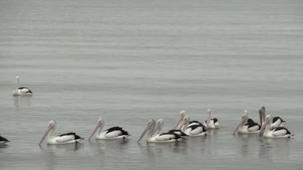 Group pelicans — Stock Video