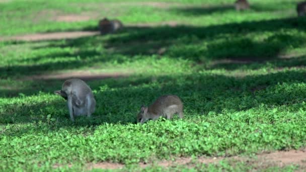 Campo de Wallaby — Vídeo de stock