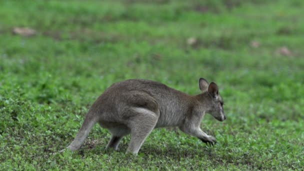 Wallaby saltando lejos — Vídeo de stock