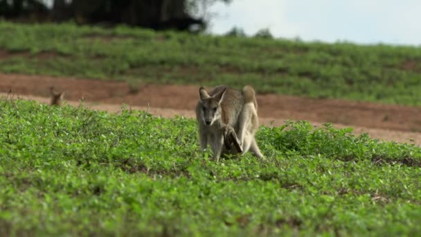 Comichão wallaby com bebê aqui bolsa pulando afastado — Vídeo de Stock