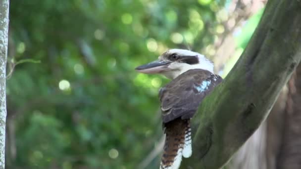Kookaburra in a tree jumping — Stock Video