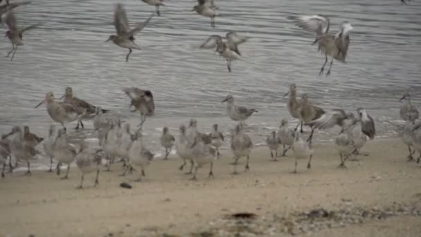 Curlew Sandpiper birds landing — Stock Video