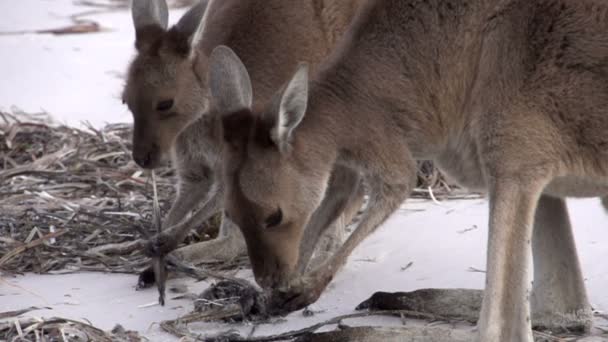 Kangaroos eating a death bird — Stock Video